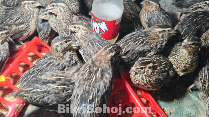 ৩০ দিন, এবং ২৫ দিন বয়সী কোয়েল পাখি